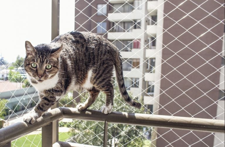 O gato na janela precisa de segurança e conforto!