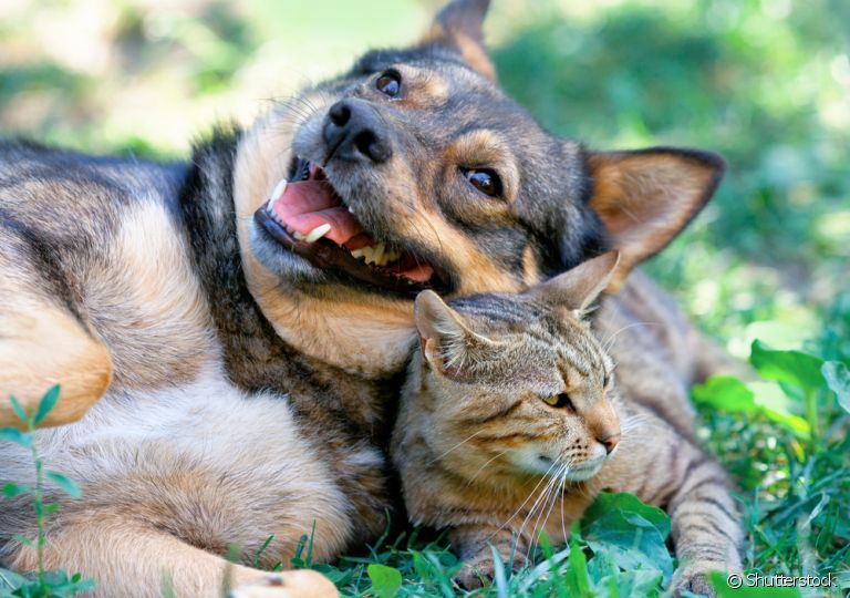 A lei de maus-tratos a animais serve para proteger os nossos amigos de quatro patas. Saiba mais! 