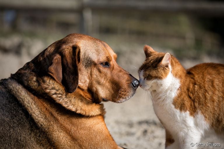 Outubro rosa pet: saiba mais sobre a conscientização do câncer de mama em cadelas e gatas