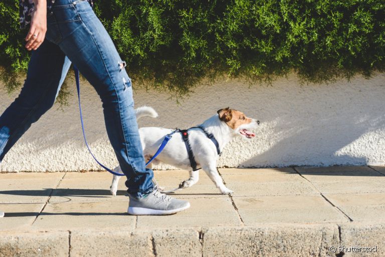 Passear com o cachorro em dias muito quentes requer cuidados especiais. Saiba quais!