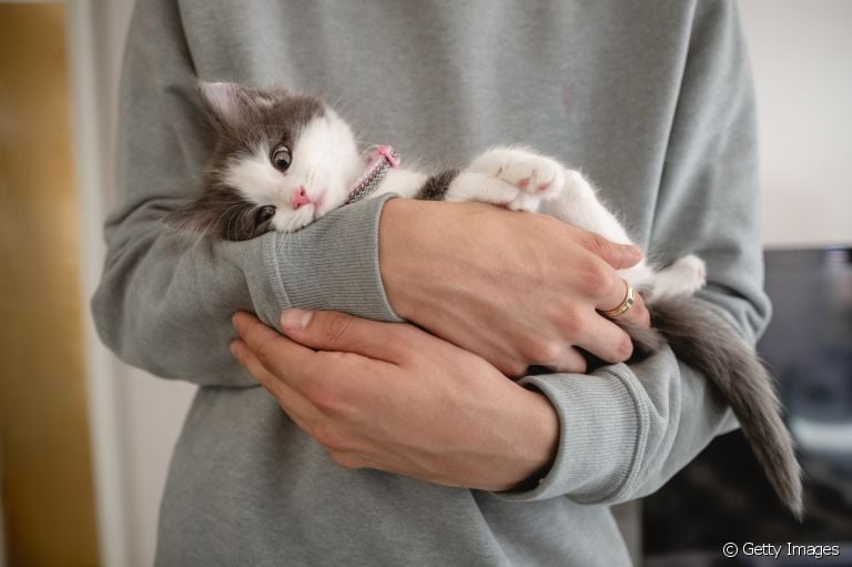 Os gatos filhotes são mais sensíveis e precisam de muita atenção com a saúde