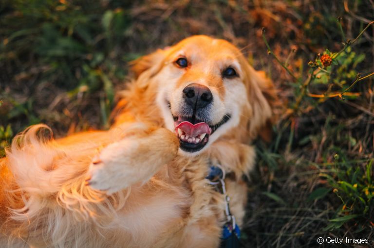 Raças de cachorro obedientes: do Golden Retriever ao Doberman