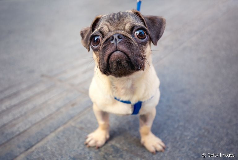 Além da genética, o formato dos olhos e focinho podem influenciar na saúde ocular do cachorro