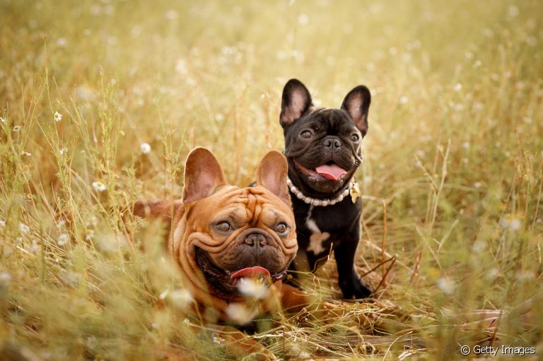 Você conhece os diferentes tipos de Bulldog? Saiba mais sobre eles!