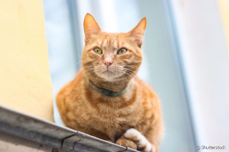 Já reparou que o gato laranja costuma ter pontinhos pretos no nariz e boca? Entenda o que as manchinhas significam!