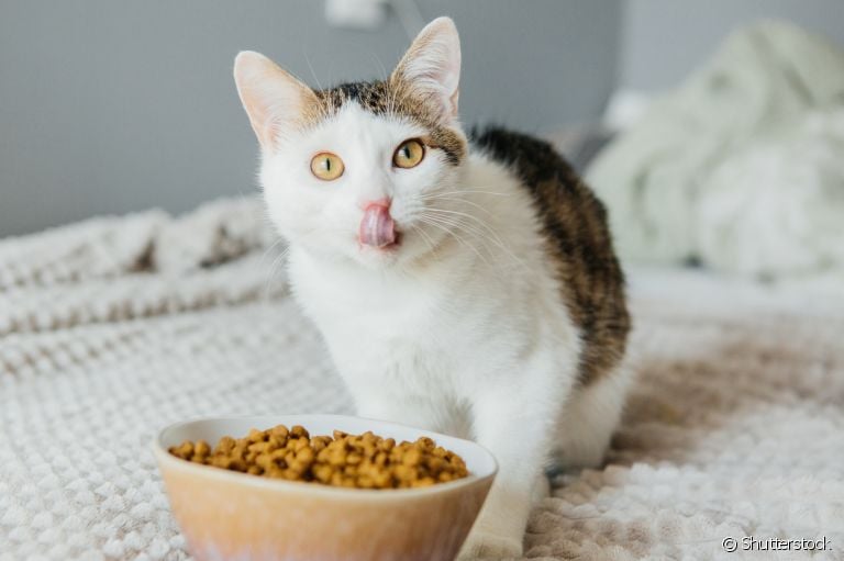 Alimentação de gato: a quantidade de refeições pode variar de acordo com a faixa etária do seu bichano. Saiba mais!