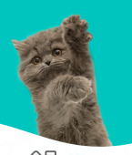 Saúde do gato: veja em infográfico 10 dicas importantes para evitar que seu bichano fique doente