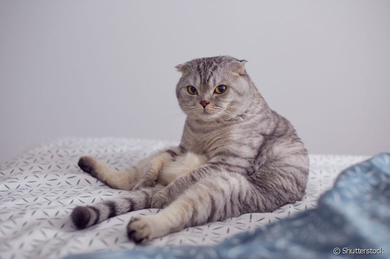 O gato Scottish Fold é um companheiro leal, dócil e com características físicas que o diferem de outras raças