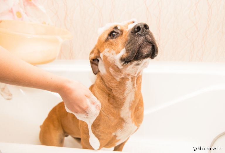 O shampoo hipoalergênico para cachorro pode auxiliar no tratamento de alergias