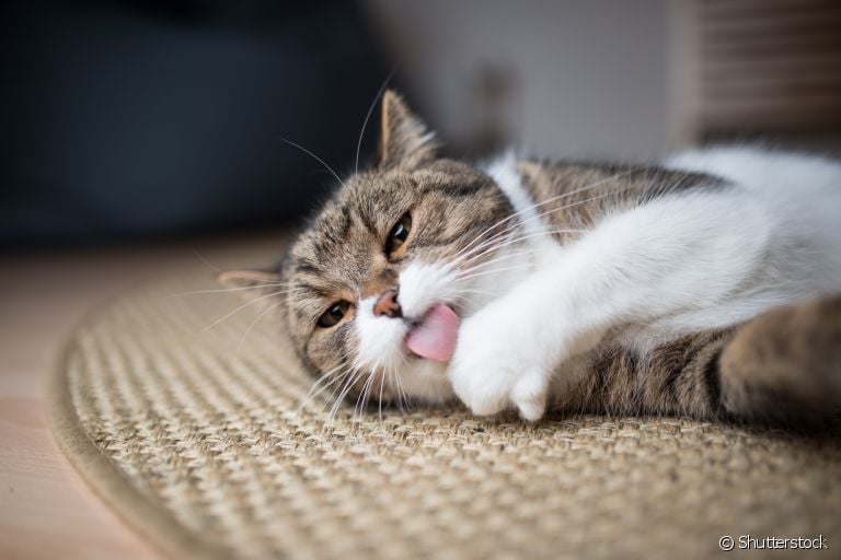  O tapete de sisal para gatos é a opção perfeita para garantir a diversão do seu amigo sem comprometer a decoração da casa 
