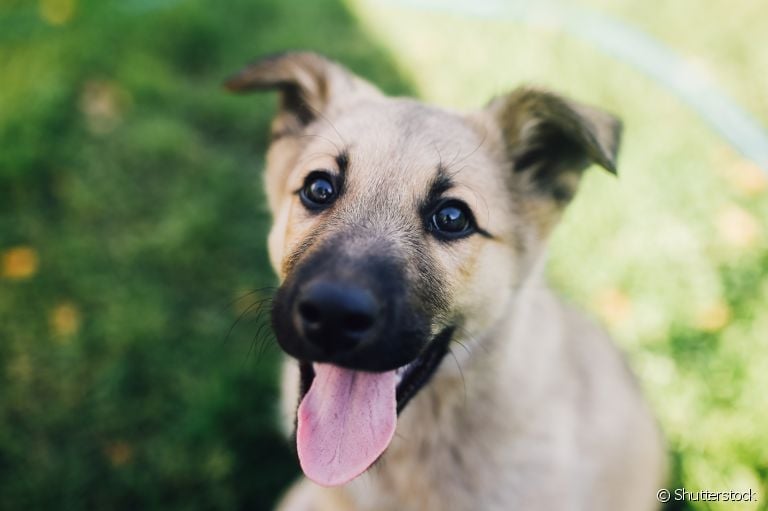 Tapete interativo para cachorro: saiba como o acessório pode contribuir para o bem-estar e a diversão do seu pet