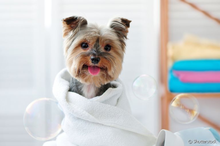 Algumas raças de cachorros pequenos possuem tosas específicas, como o Yorkshire e o Shih Tzu. Saiba mais!