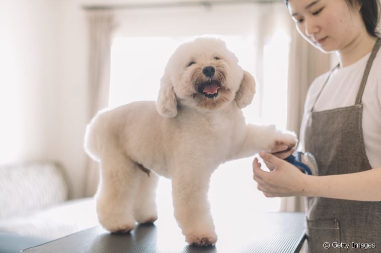  A tosa de cachorro no verão, em alguns casos, pode prejudicar o bem-estar do seu amigo. Saiba mais! 