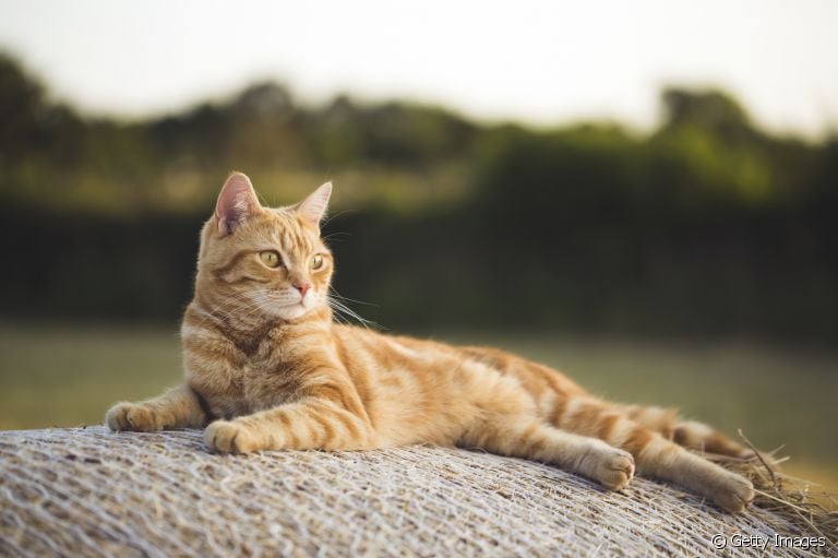 A anatomia do gato pode influenciar diretamente no comportamento felino. Entenda! 