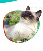 Veja em infográfico quais são as 8 raças de gato mais inteligentes!