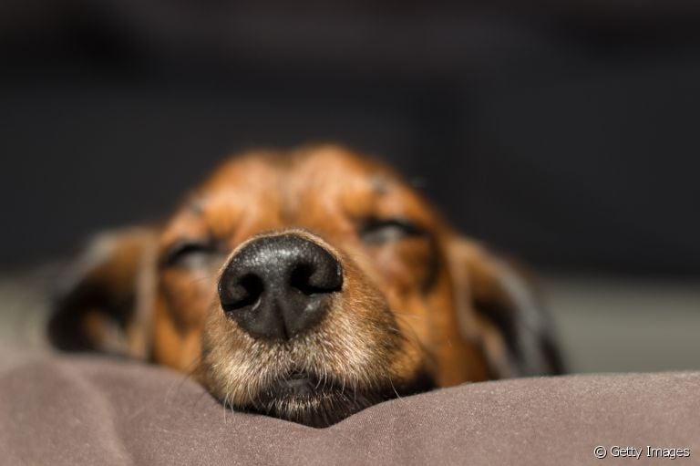 O focinho de cachorro tem linhas exclusivas que funcionam como uma impressão digital