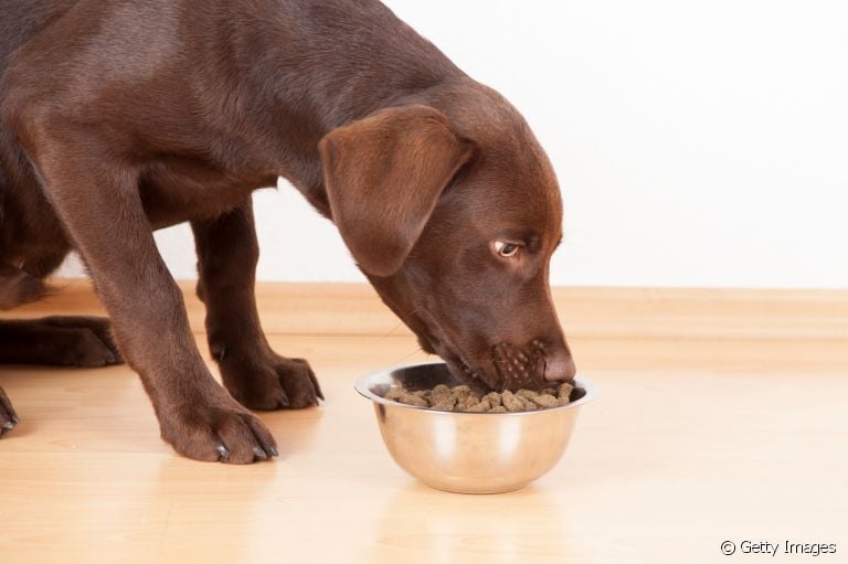 Sistema digestivo canino: descubra quanto tempo seu cãozinho demora para digerir os alimentos