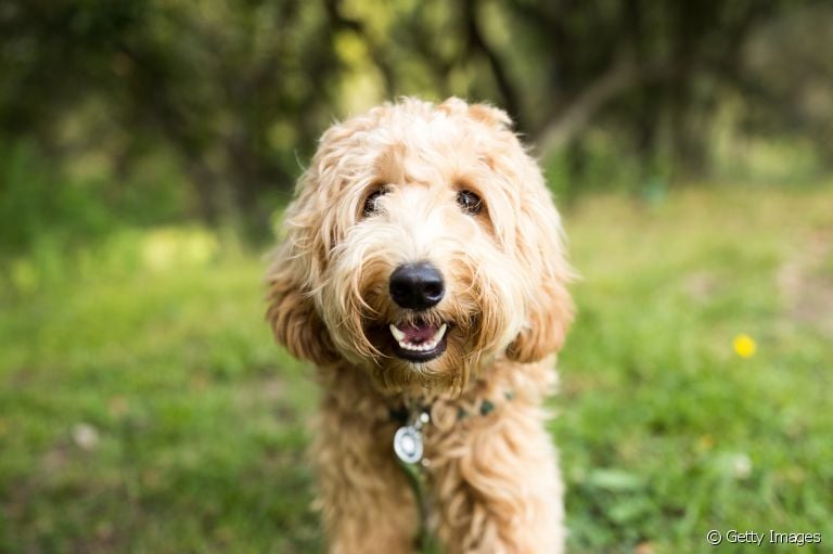 Anatomia canina: entenda como funciona o corpo do seu amigo de quatro patas