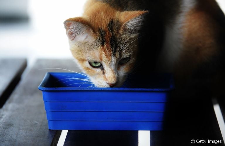 O bebedouro para gatos é um acessório essencial na rotina dos felinos