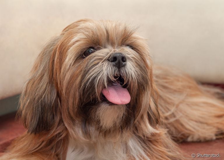Insuficiência renal: cachorro pode sentir dor? Confira essa e outras informações