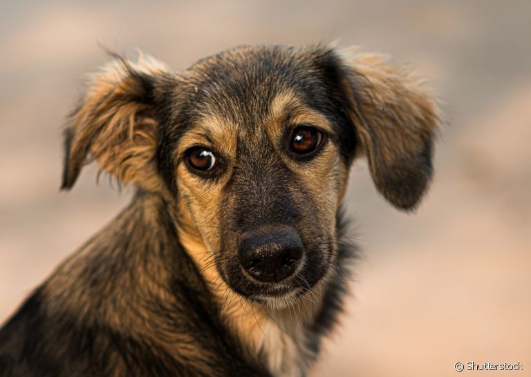 A linguagem comportamental do cachorro pode indicar seus sentimentos. Atenção para sinais de medo!