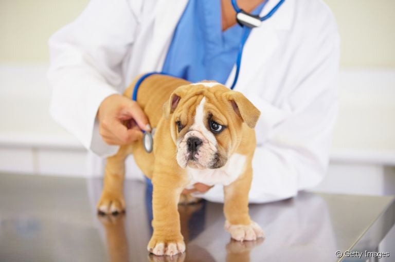 O sopro cardíaco em cães precisa de atenção e geralmente é causado por outras cardiopatias