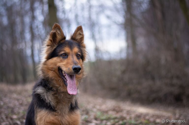 Conheça algumas raças de cachorro pastoreio e suas principais características!