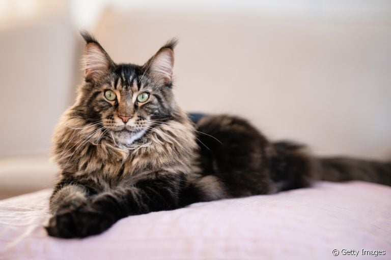 O cálculo renal em gatos é mais comum do que você imagina. Saiba mais sobre a doença!