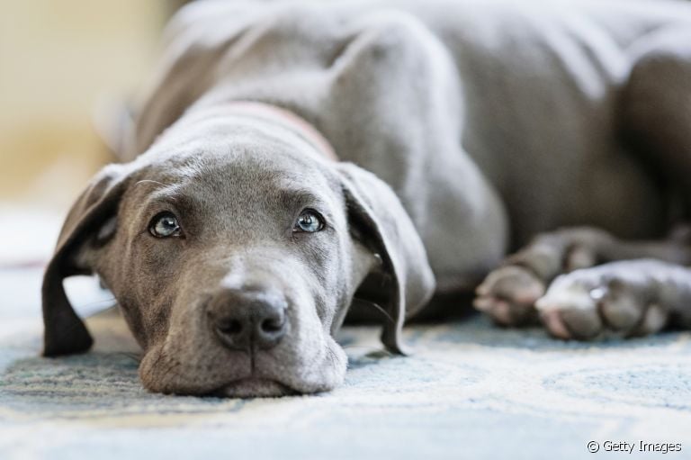 A cardiomiopatia dilatada em cães afeta principalmente as raças de cachorro grande e gigantes 