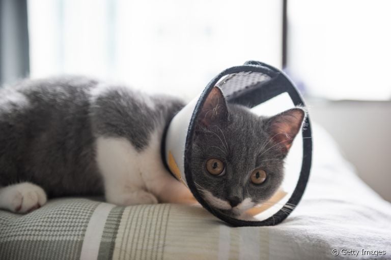 O gato castrado precisa de alguns cuidados específicos para uma boa recuperação. Saiba quais são eles!