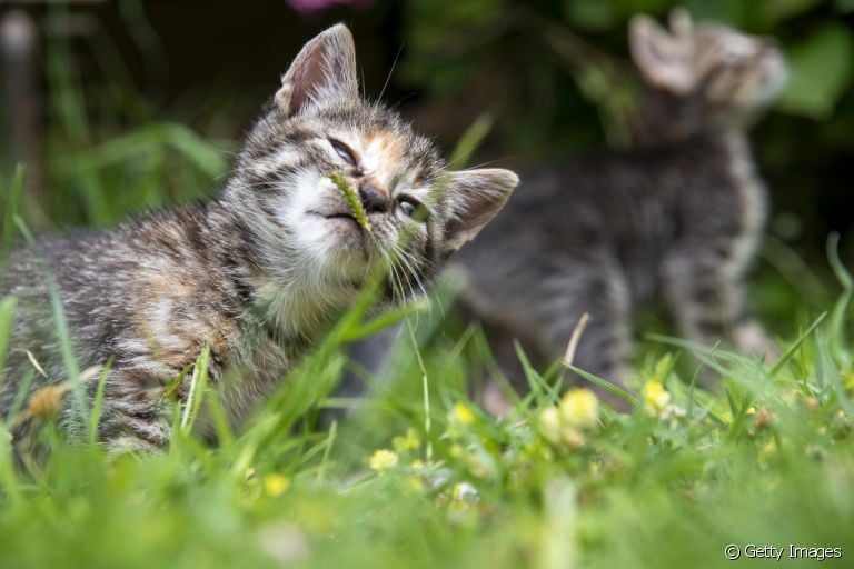 O olfato de gato é super sensível. É por isso que alguns odores são muito fortes para os bichanos