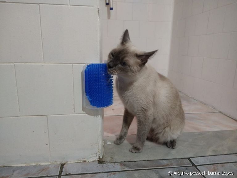 A escova massageadora para gatos é uma ótima opção de brinquedo para os felinos