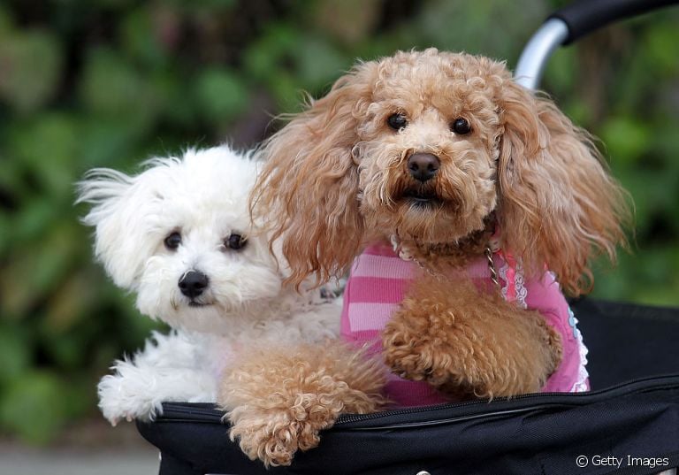 Aprenda tudo que você precisa saber sobre a imunidade baixa de cachorro