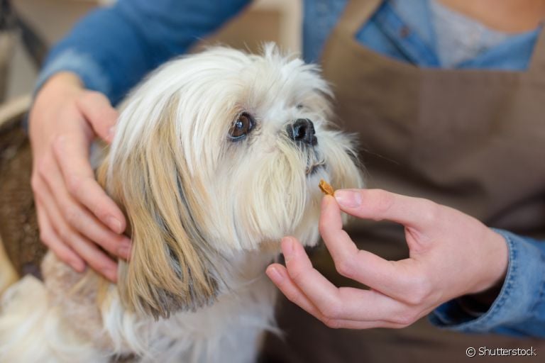 Dar remédio para cachorro pode ser uma situação bem difícil. Saiba como fazer isso!