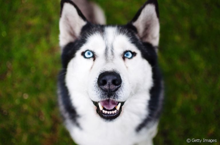 O Husky Siberiano tem maior predisposição genética para algumas doenças. Saiba quais são