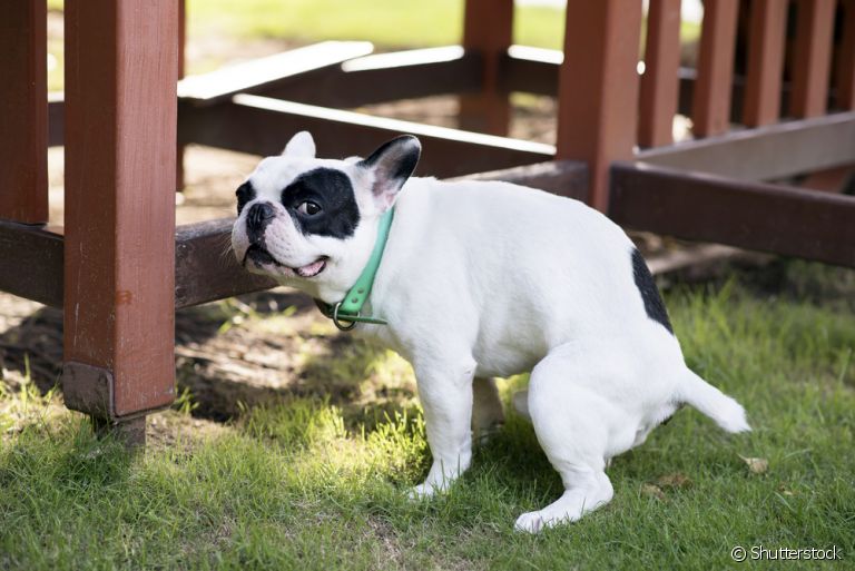Quer aprender como ensinar cachorro a fazer as necessidades fora de casa? Veja as dicas