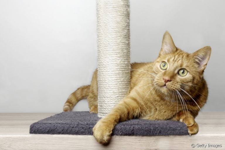 O arranhador para gatos é o acessório ideal para evitar que o bichano arranhe o colchão