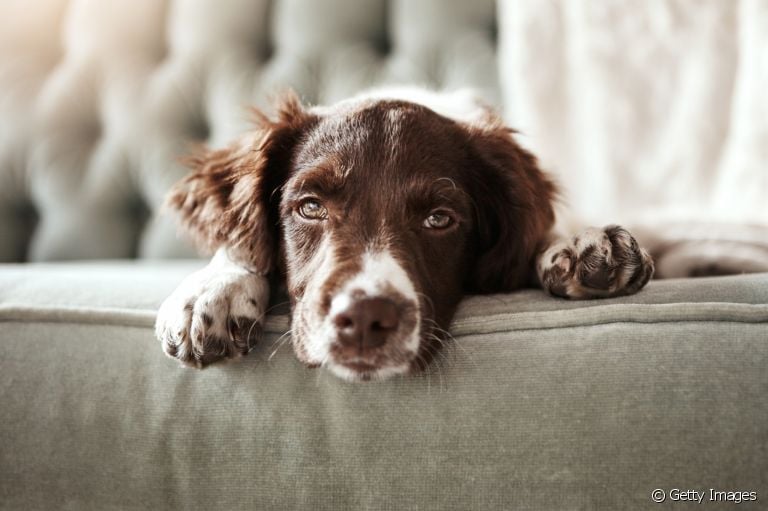 Cachorro entediado: o que fazer para afastar os momentos de tédio?