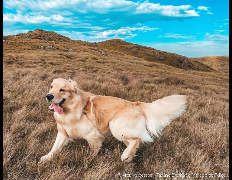 Conheça o Bento, cachorro que faz trilhas com os pais desde os três meses de idade