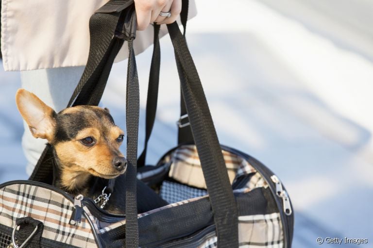 O modelo de bolsa de transporte para cachorro no formato de sacola é o mais popular