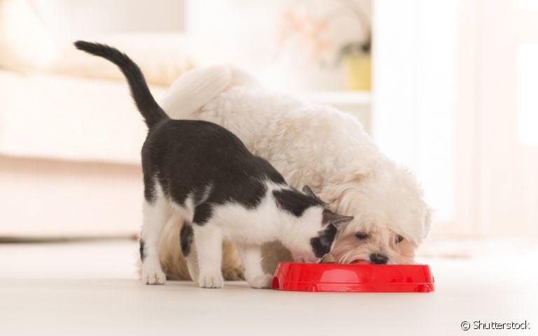 Cachorro pode comer ração de gato? Entenda mais sobre esse comportamento canino