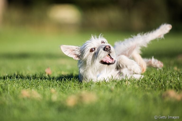 Quais cuidados deve-se tomar ao deixar o cachorro rolar na grama?