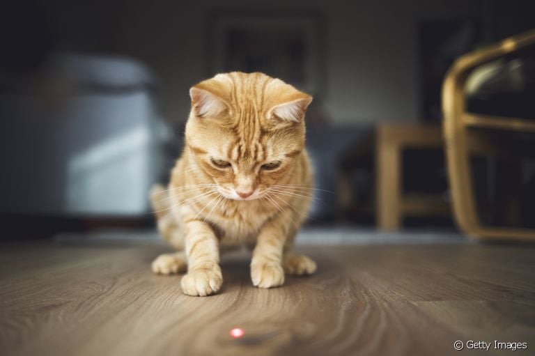 Você tem um gato caçador? Saiba como lidar com esse instinto dos felinos