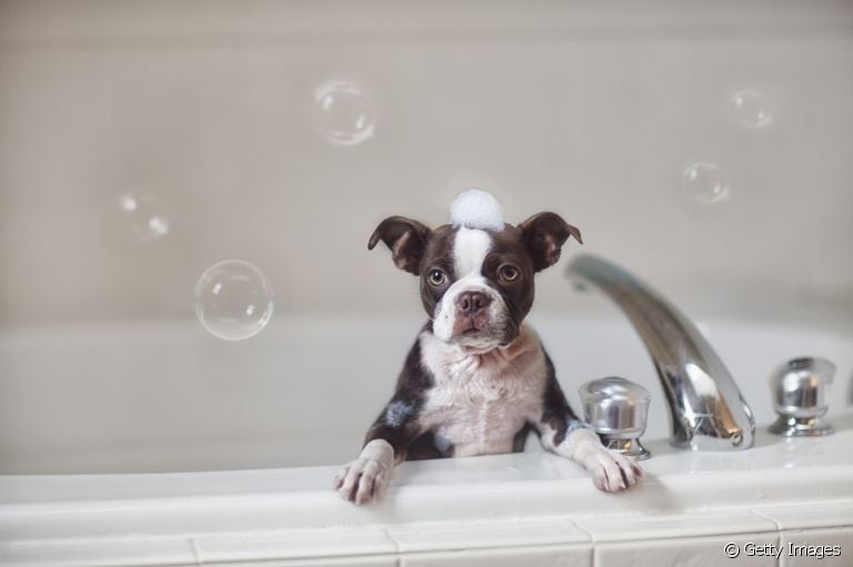 Do banho em cachorro à socialização: confira alguns hábitos essenciais para inserir na rotina do seu pet o quanto antes