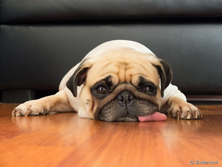 A baixa umidade do ar pode deixar o cachorro ofegante e ainda afetar os olhos