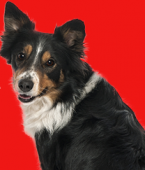 Descubra em infográfico como o rabo de cachorro funciona na linguagem corporal canina!