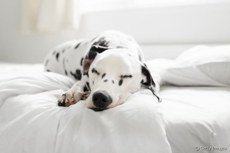 Cachorro que ronca: descubra o que pode desencadear o problema na saúde do seu cão