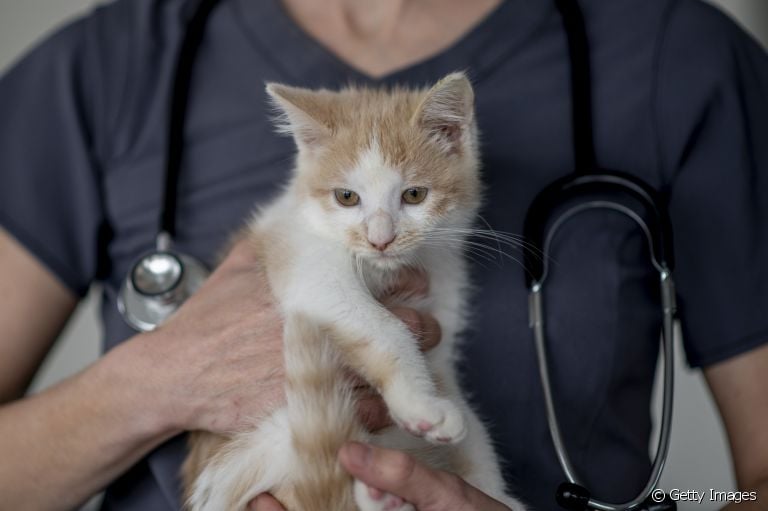 Veja as formas mais comuns de coletar xixi do gato para exames