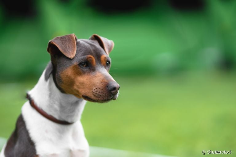 O Terrier Brasileiro, também conhecido como Fox Paulistinha, é um ótimo cão de companhia. Saiba mais sobre a raça!