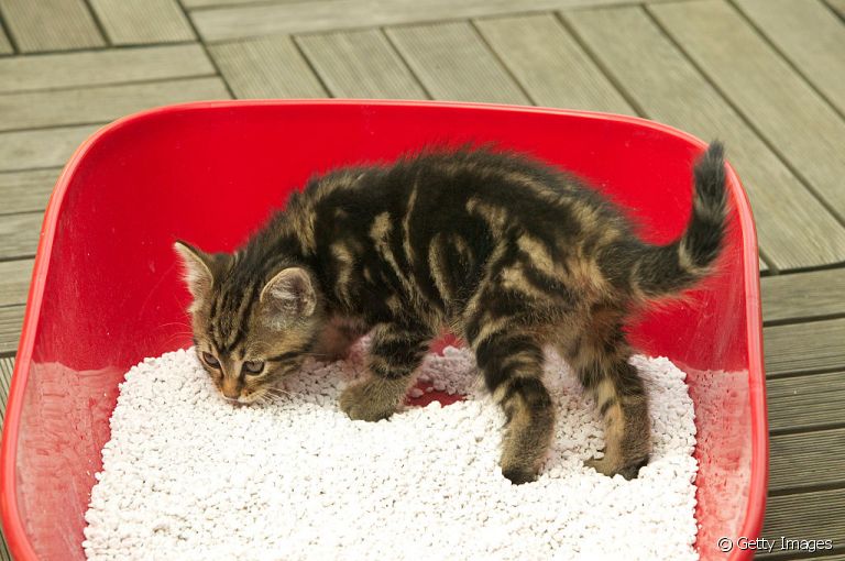 A diarreia em gatos pode ser um sintoma de várias doenças, incluindo a tricomoníase